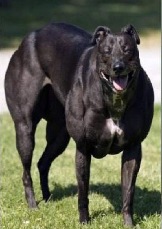 Ea este Wendy, cel mai musculos câine din lume - GALERIE FOTO