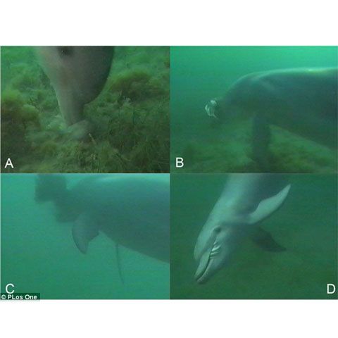 Delfinii sunt cei mai buni bucătari de sushi din oceane