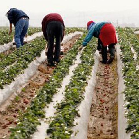 COŞMARUL SPANIOL: Gustul otrăvit al căpşunelor      