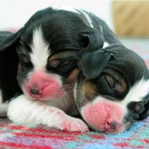 O firmă sud-coreeană a clonat doi căţei utilizând celule stem din ţesutul adipos al unui beagle - GALERIE FOTO