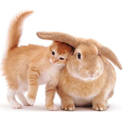 Viaţa unei pisici, în cele mai adorabile ipostaze - GALERIE FOTO