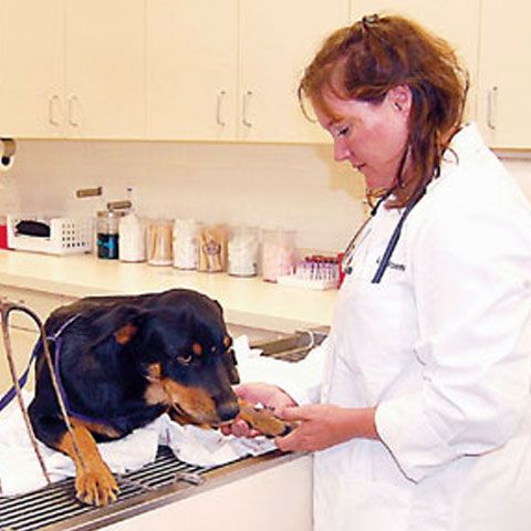 Bucureştenii vor fi obligaţi să-şi sterilizeze câinii şi pisicile şi să le implanteze microcipuri