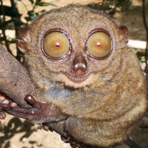 Oamenii tind să se holbeze ca lemurii