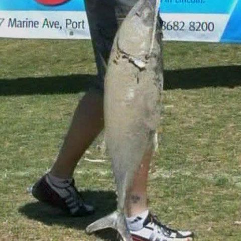 În Australia are loc anual un concurs de aruncat cu ton