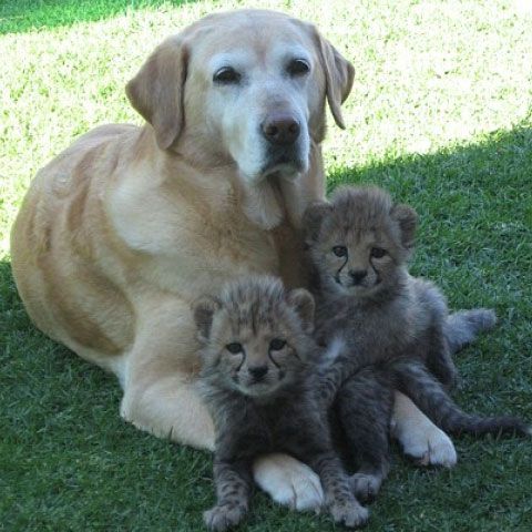 Un câine labrador a devenit mămica a trei tigri, doi gheparzi şi un hipopotam - GALERIE FOTO