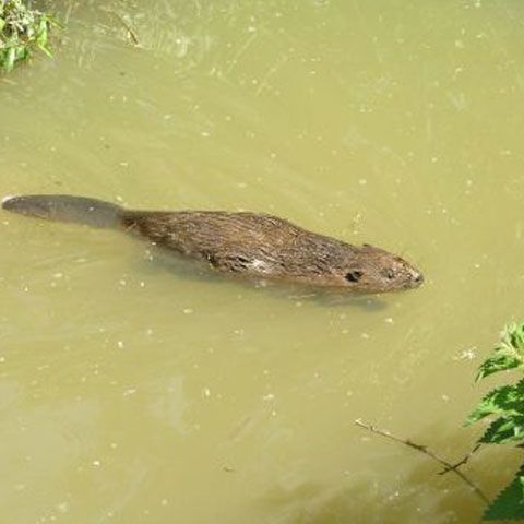 DISPĂRUŢI DE LA 1824: Castorii repopulează apele din Covasna