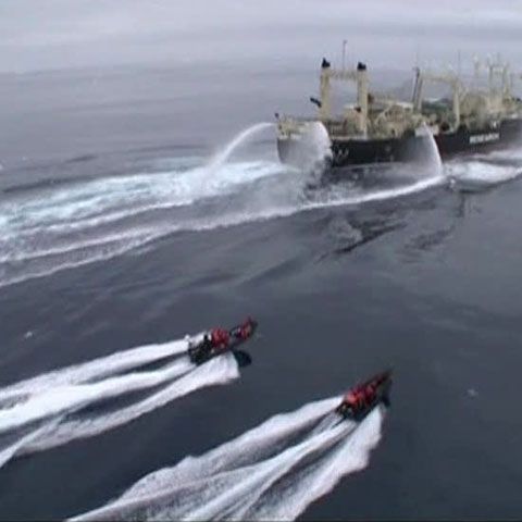 Incident naval pe fondul pescuitului balenelor, în Oceanul Antarctic 