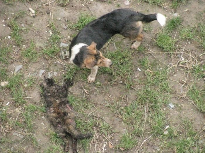 O haită de câini a sfâşiat o pisică - ATENŢIE IMAGINI ŞOCANTE!