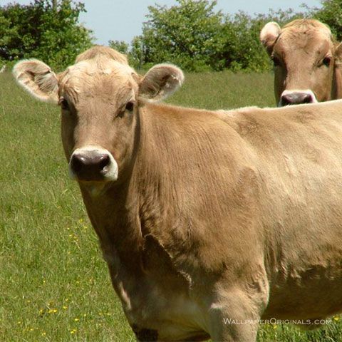 Judeţul Covasna ar putea face parte din proiectul "Drumul European al boilor"