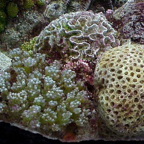 Cercetătorii au găsit cea mai veche dovadă a vieţii pe Terra