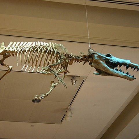 Balenele primitive năşteau pe uscat