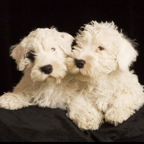 Terrierii britanici sunt pe cale de dispariţie