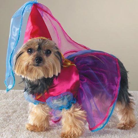 Cele mai trăznite costume pentru căţeluşi - VEZI GALERIE FOTO