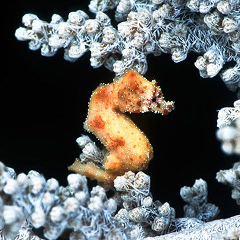 Cinci specii noi de căluţ de mare pigmeu au fost descoperite - GALERIE FOTO