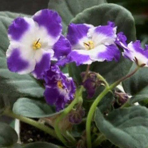 Capitala Ecuadorului găzduieşte o Expoziţie Universală a Orhideelor 