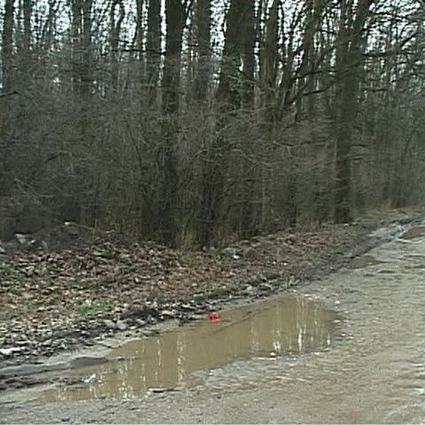 Autorităţile au avizat construcţia de locuinţe în pădurea Băneasa 