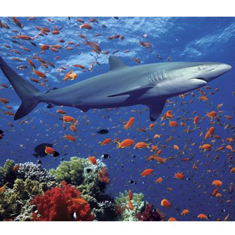 Uniunea Europeană propune noi măsuri de protecţie a rechinilor