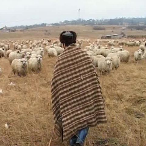 Până pe 31 martie, ciobanii îşi pot amenaja stânele conform DSV 