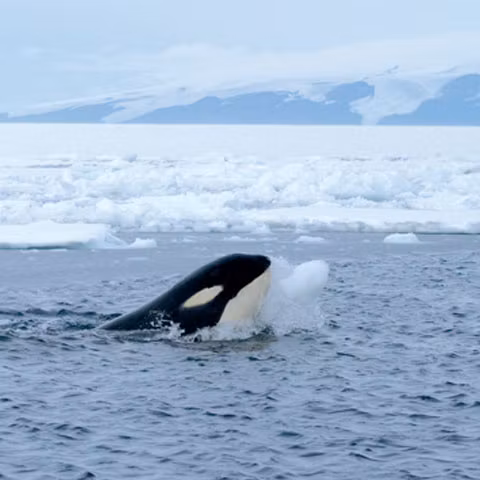 Un cercetător s-a "bulgărit" cu o balenă ucigaşă