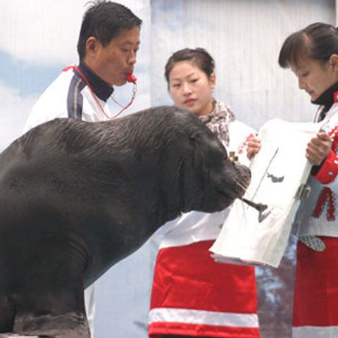 Un leu de mare ştie să scrie în chineză