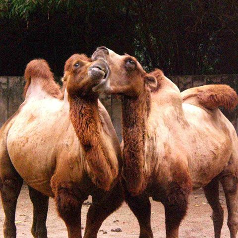 După ce s-au certat pentru gaze, ucrainenii şi ruşii se ceartă din cauza a 20 de cămile