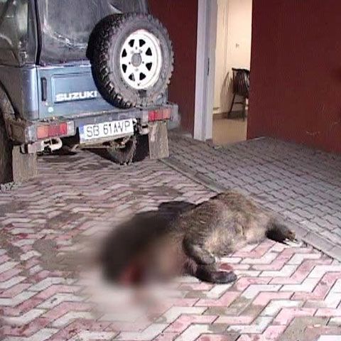 Poliţiştii sibieni din Avrig au reţinut doi braconieri 