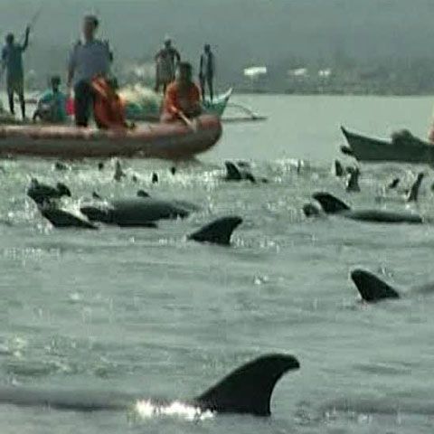 Peste 500 de delfini au invadat apele Golfului Manila 