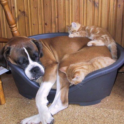 Posesorii de animale de companie din sectorul 1 vor avea la dispoziţie, gratuit, pungi şi mănuşi