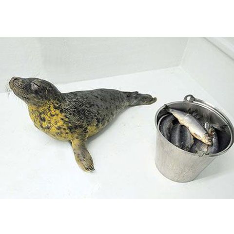 O focă are fobie de peşti