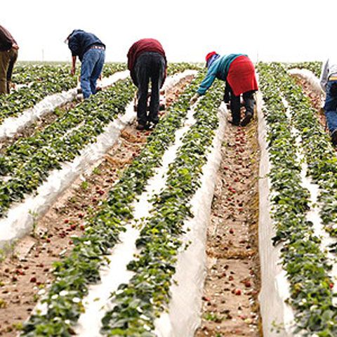 Sumele trimise de muncitorii români au scăzut cu 3% în ultimele luni 