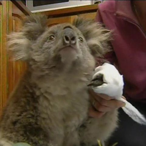 Peste un milion de animale au murit în incendiile din sudul Australiei 