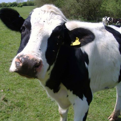 India fabrică cola pe bază de urină de vacă