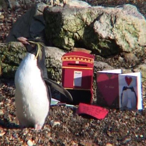 Un pinguin de la Grădina Zoologică din Londra a primit cadou o cutie de scrisori