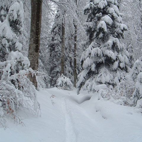 Trafic îngreunat în Timiş din cauza ninsorii