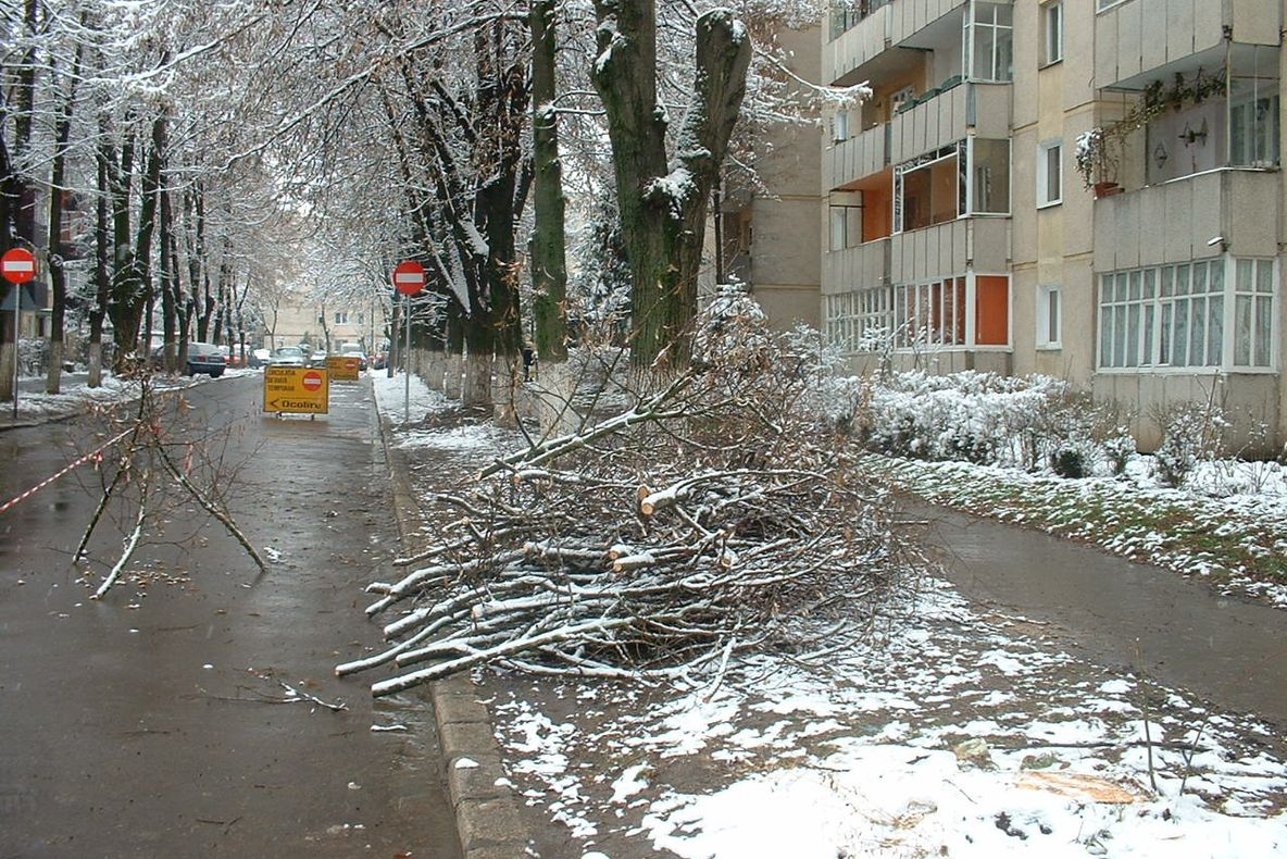 Autorităţile taie pădurile pentru a amenaja parcări auto