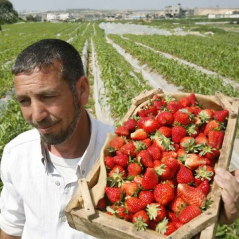 Copiii "căpşunarilor", o generaţie cu sechele psihice, potrivit unui reportaj New York Times