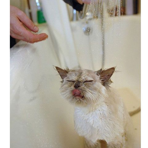  O pisică adoră să facă duş - GALERIE FOTO