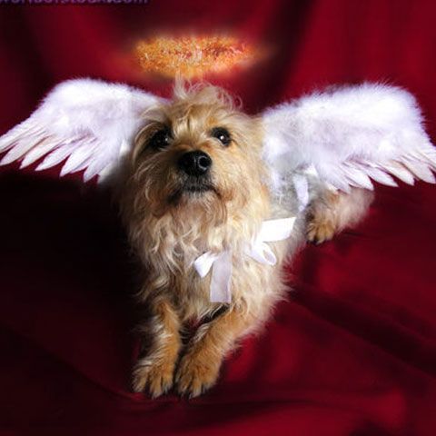 Un medium român susţine că poate să converseze cu animalele decedate