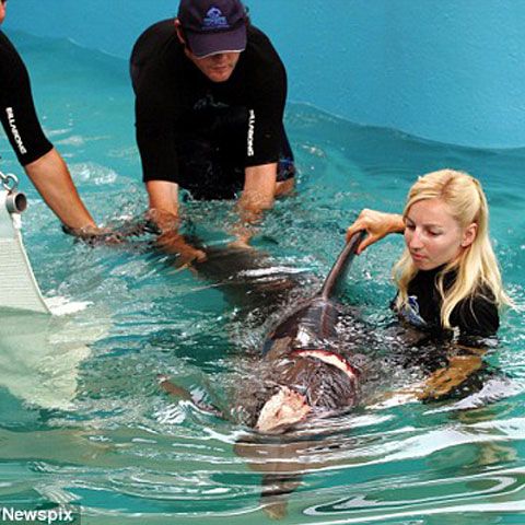 Un delfin a stat trei zile cu un prieten rănit de rechin, apoi l-a condus la oameni pentru ajutor