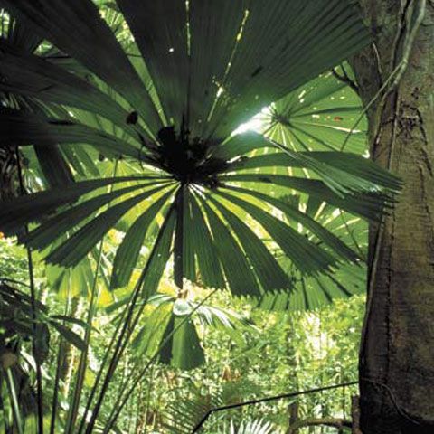 Utilizarea biocombustibililor poate contribui, indirect, la distrugerea pădurilor tropicale