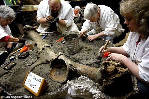 Cel mai mare "depozit" de fosile din Epoca de Gheaţă, descoperit sub o parcare din Los Angeles - GALERIE FOTO