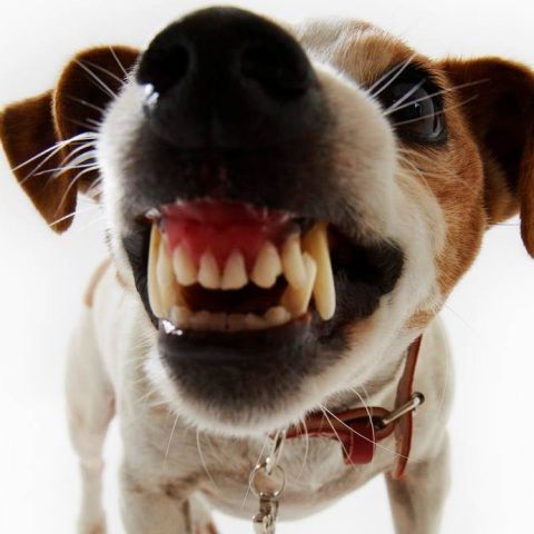 Puii de câine pot moşteni agresivitatea stăpânilor