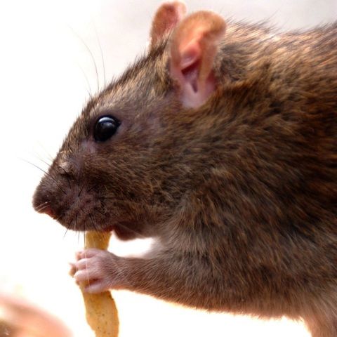 Şoarecii au suferit mutaţii genetice ce le permit să reziste otrăvurilor