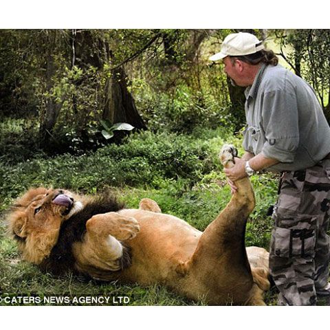 Un îngrijitor zoo masează talpa unui leu - GALERIE FOTO