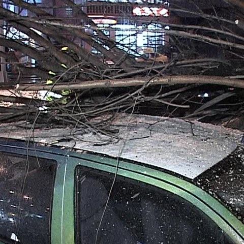 Trei maşini au fost avariate după ce un copac a căzut peste ele, în Capitală