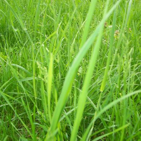 Grupul de presă Realitatea-Caţavencu a instaurat astăzi Cod Verde