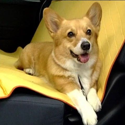 Un timişorean a făcut afacere din plimbatul câinilor