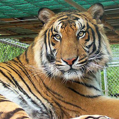 O subspecie rară de tigru, zărită la graniţa Chinei cu Myanmar