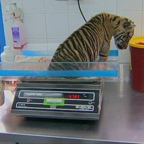 Un pui de tigru abandonat la naştere a fost adoptat de angajaţii unui parc zoo din Ierusalim