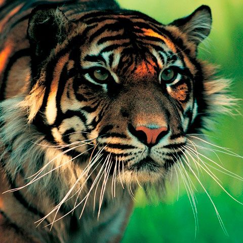 Pierderea habitatului duce la conflicte între tigri şi oameni